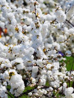 White flowers of an Almond bush tree, My Almond Bush Not Blooming-Why? What To Do?