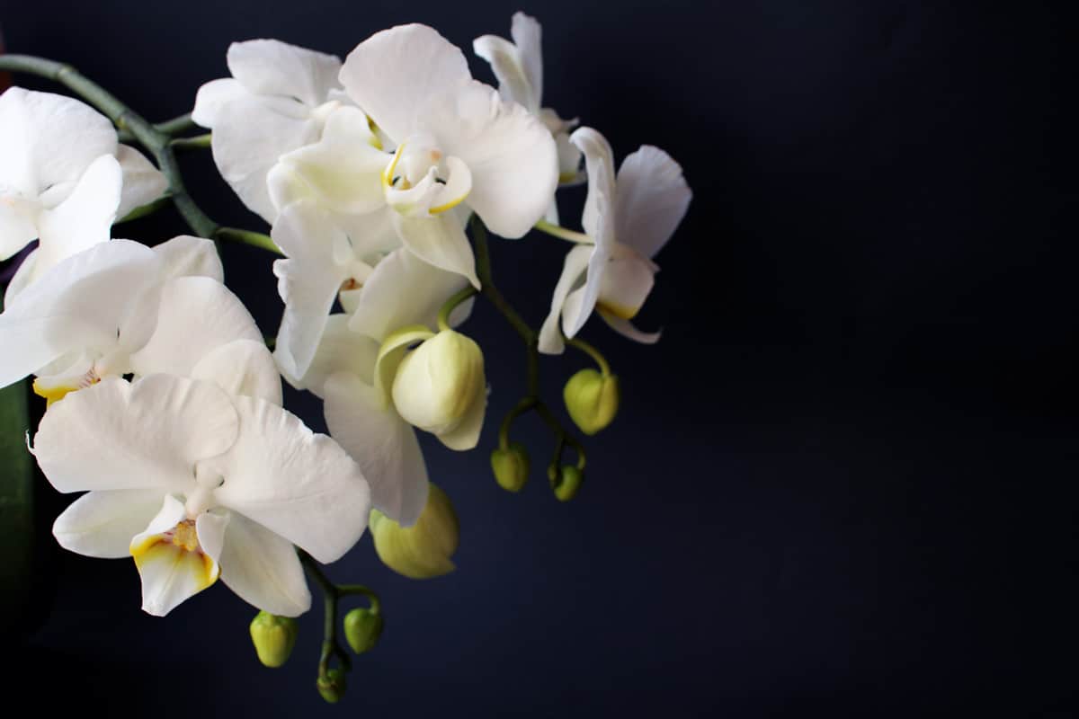 White gorgeous orchids with its buds close photographed up close