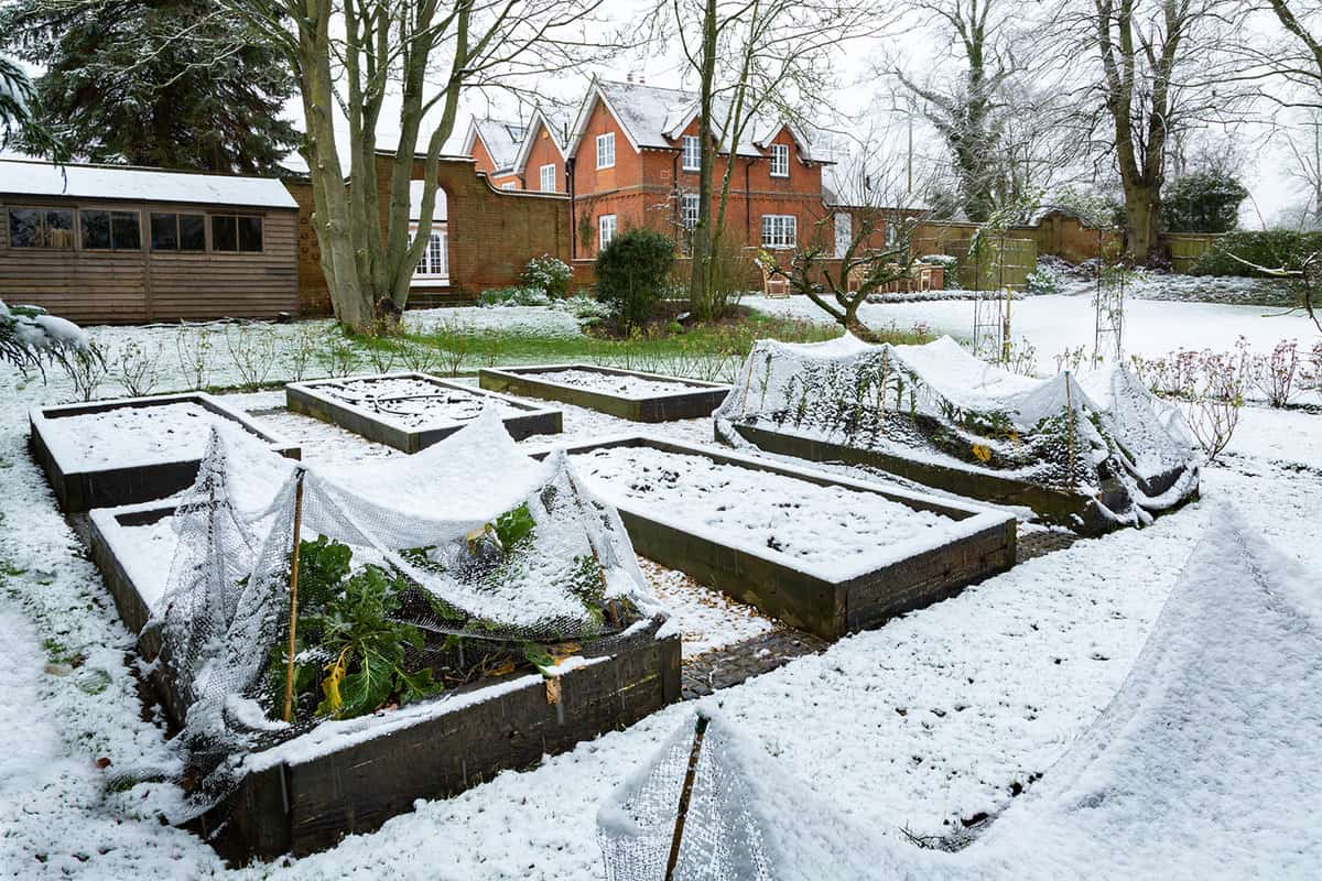Winter vegetable garden covered in snow with wooden raised beds