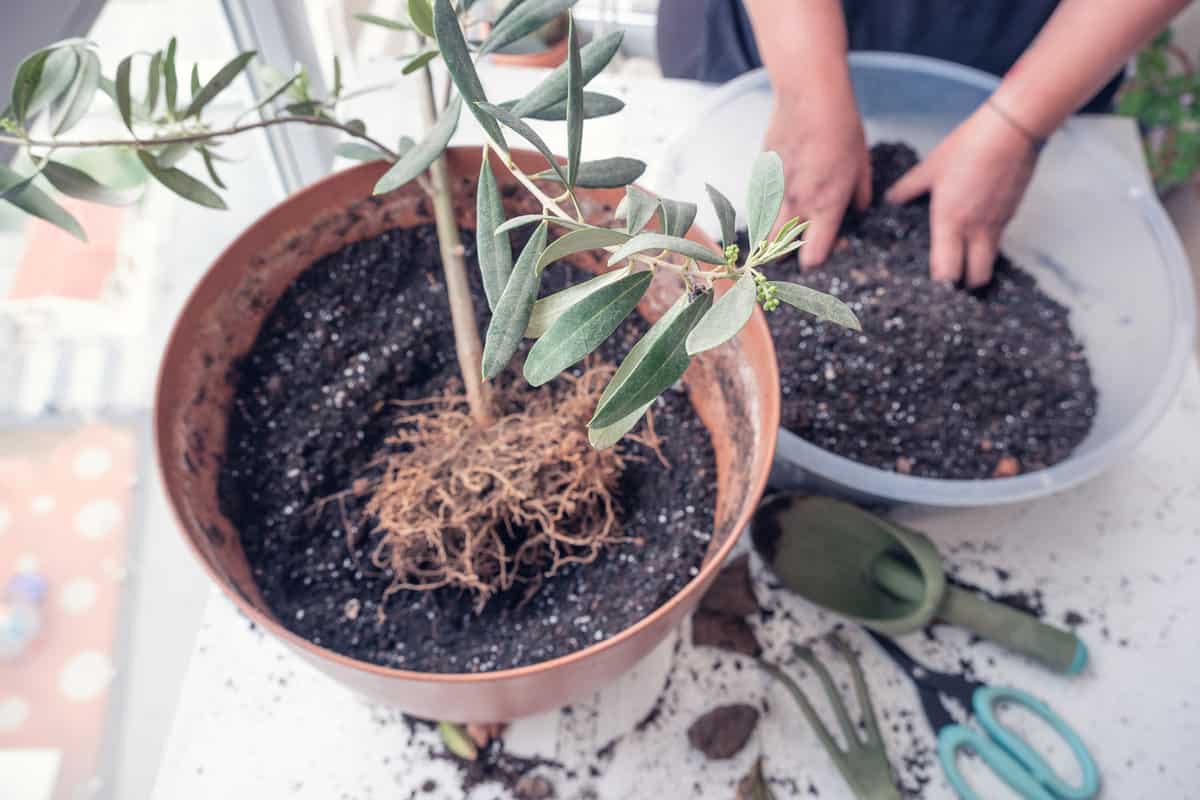 Woman caring for houseplants in spring planting an olive tree sapling in a larger pot.