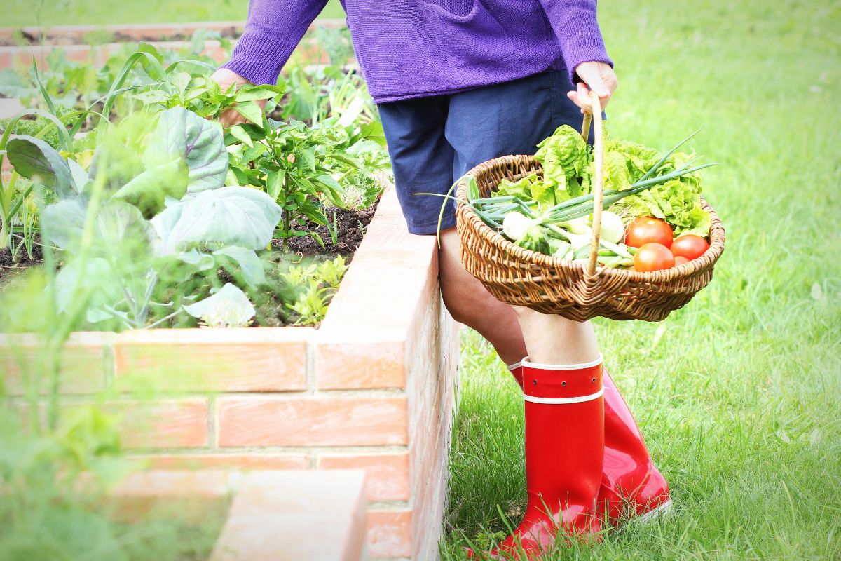 Woman gardener picking vegetables