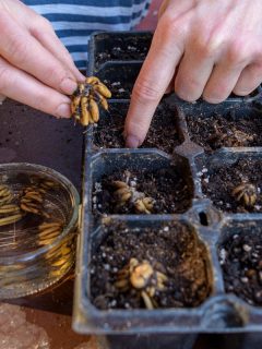 Woman planting presoaked ranunculus corms into a seed tray, Why Are My Ranunculus Corms Not Sprouting?