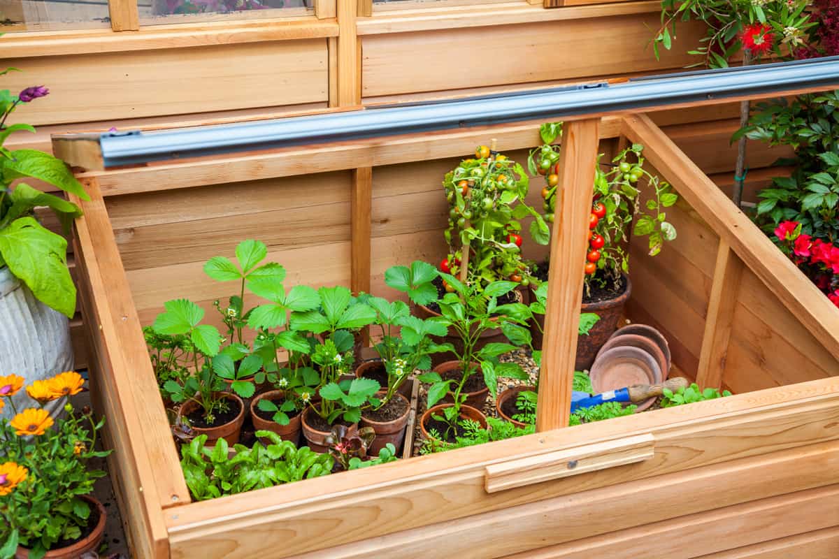 Wooden cold box with seedlings inside