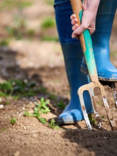Work in a garden - Digging Spring Soil With Spading fork Close up of digging spring soil