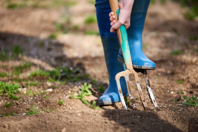 Work in a garden - Digging Spring Soil With Spading fork Close up of digging spring soil