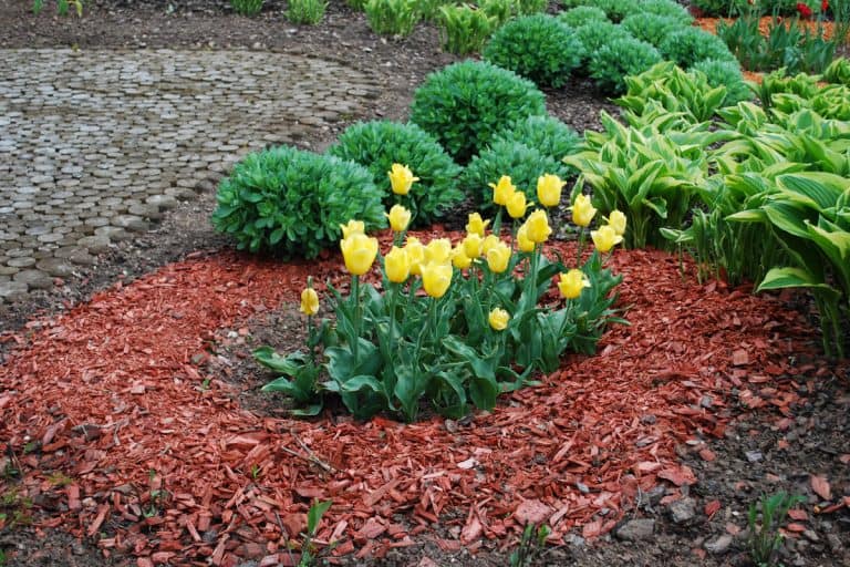 Yellow tulips planted at the garden with mulch, How To Garden With Mulch [Step-By-Step Guide]