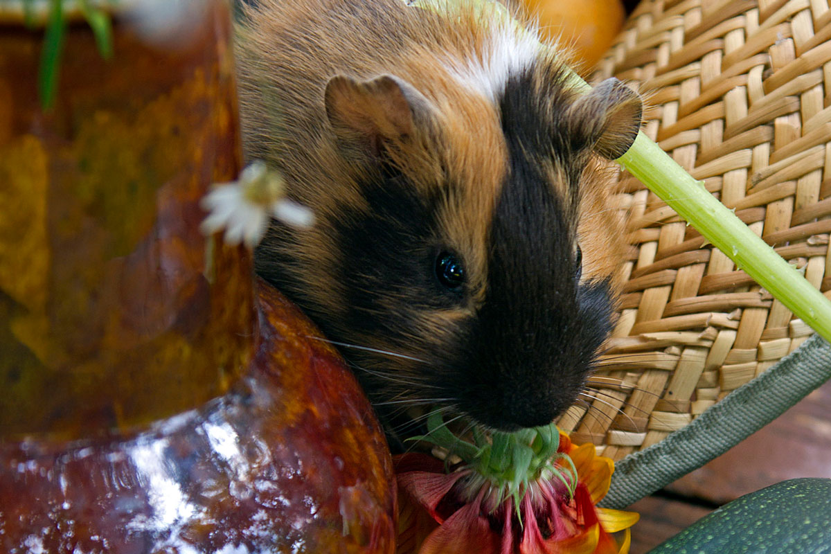 A guinea pig eating a marigold flower on the table
