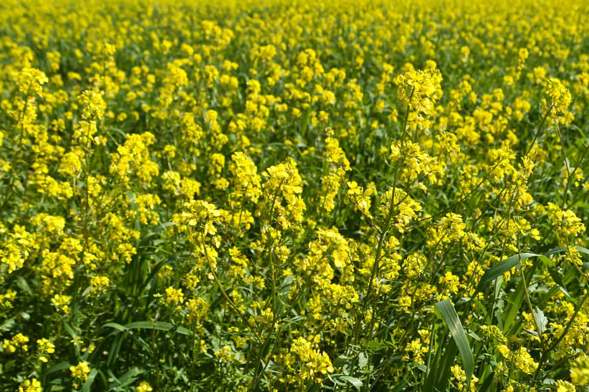 background yellow rapeseed blossoms growing field