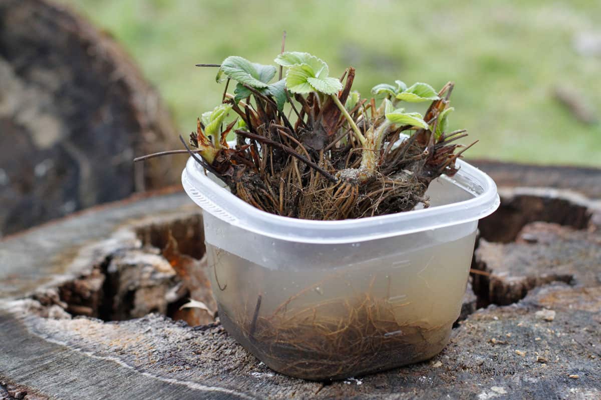 bare root strawberry plants soaking water on plastic container