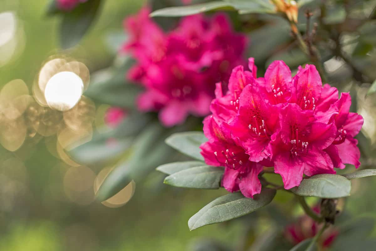 beautiful red rhododendron flower garden magic