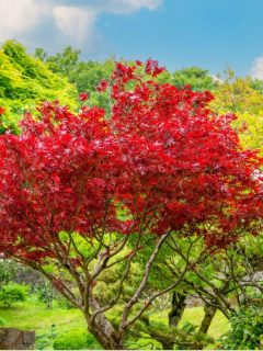beautiful reds of an acer rubrum (Sun valley) in early summer. - What To Plant Under A Silver Maple Tree