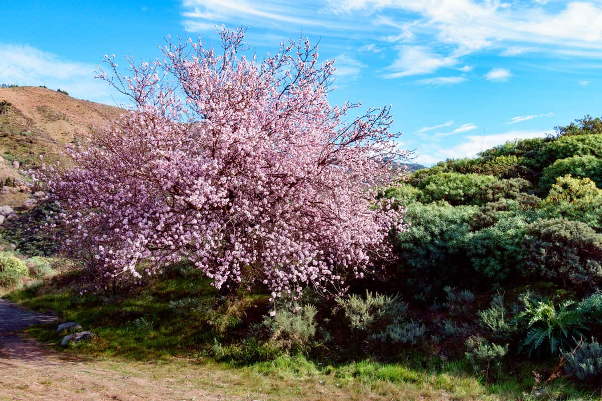 blooming-almond-tree-gran-canaria-bushes