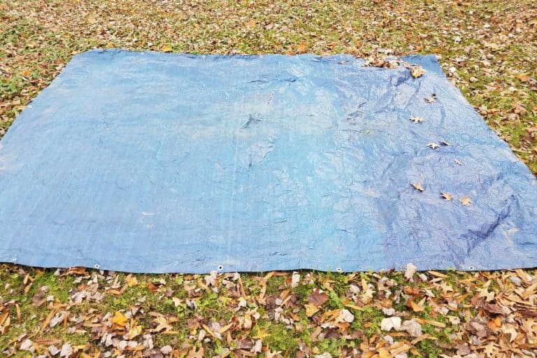 blue tarp on grass or lawn with brown leaves. - Will Blue Tarp Kill Weeds