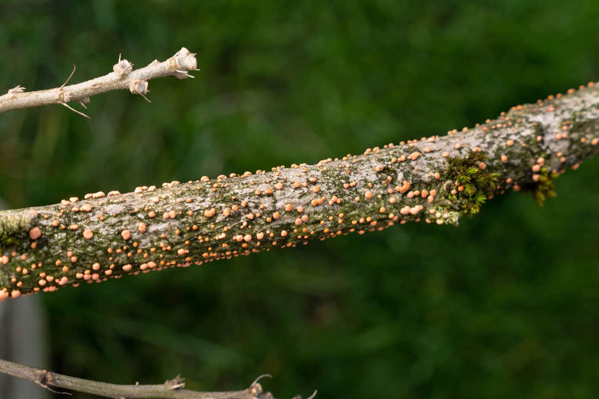branch in nursery or garden center shows orange and pink colored
