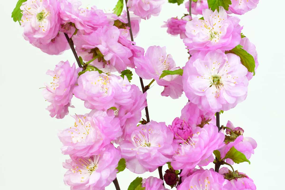 branches-pink-flowers-isolated-on-white