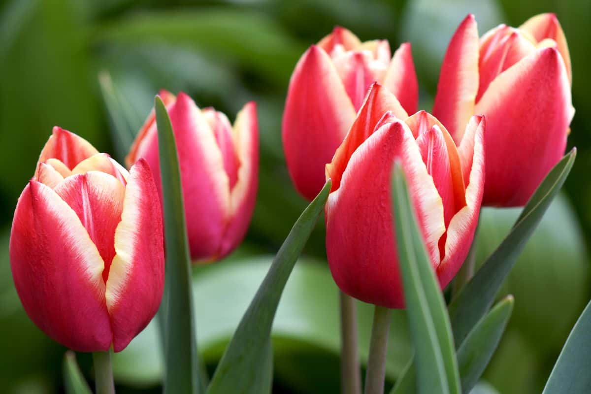 bright bicolor tulips decorative decoration of the spring garden