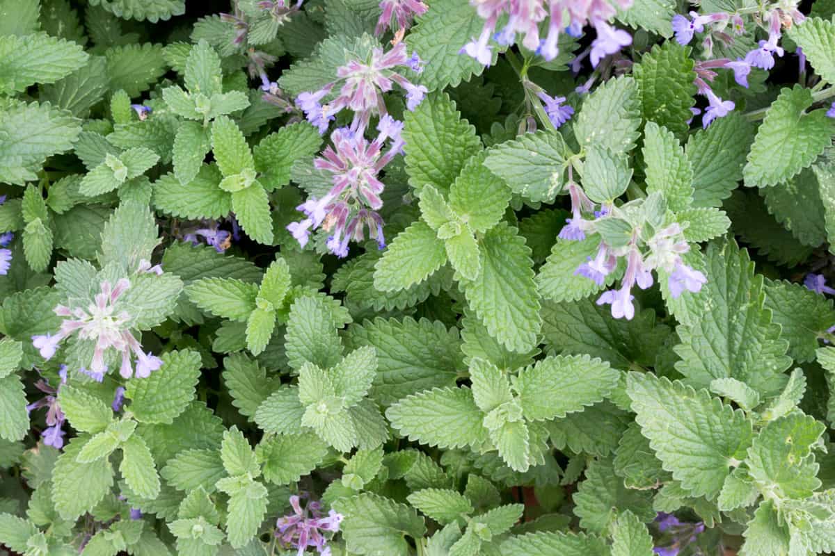 catnip catmint green herb background grows on the wild