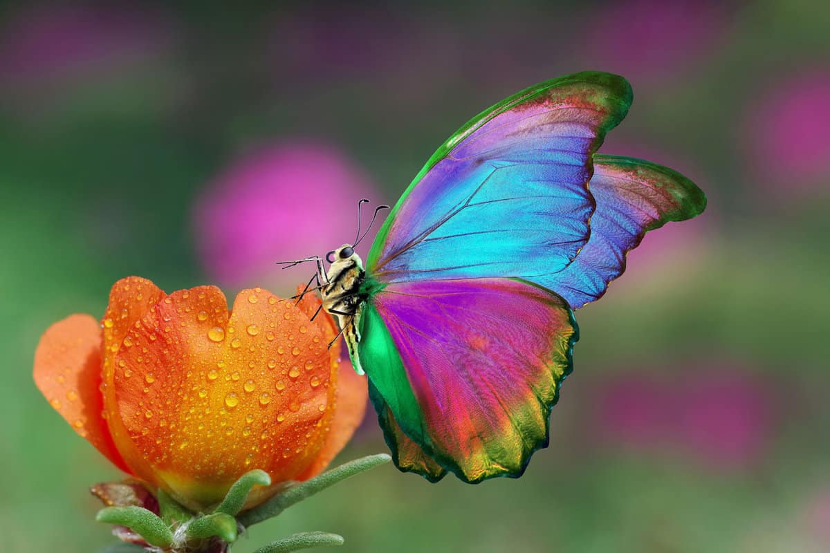 colorful morpho butterfly on bright orange purslane flower in dew drops 