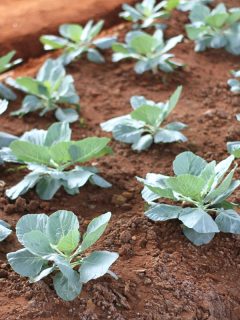 comprising several cultivar groups of Brassica olerace, is a leafy green or purple biennial plant, Can You Plant Brassicas After Potatoes Or Tomatoes?