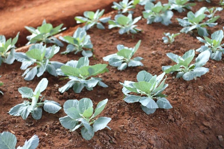 comprising several cultivar groups of Brassica olerace, is a leafy green or purple biennial plant, Can You Plant Brassicas After Potatoes Or Tomatoes?
