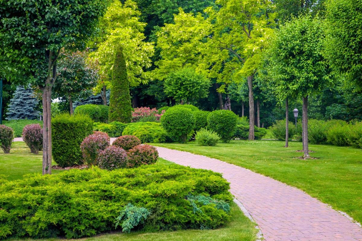 curved pedestrian walkway of stone tiles in park with landscape design with green plants bushes and trees, landscaped of thujas and deciduous buhes on the lawn, nobody.