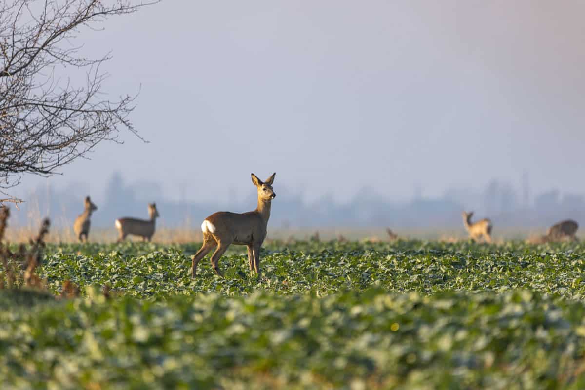 deers on green winter rapeseed field