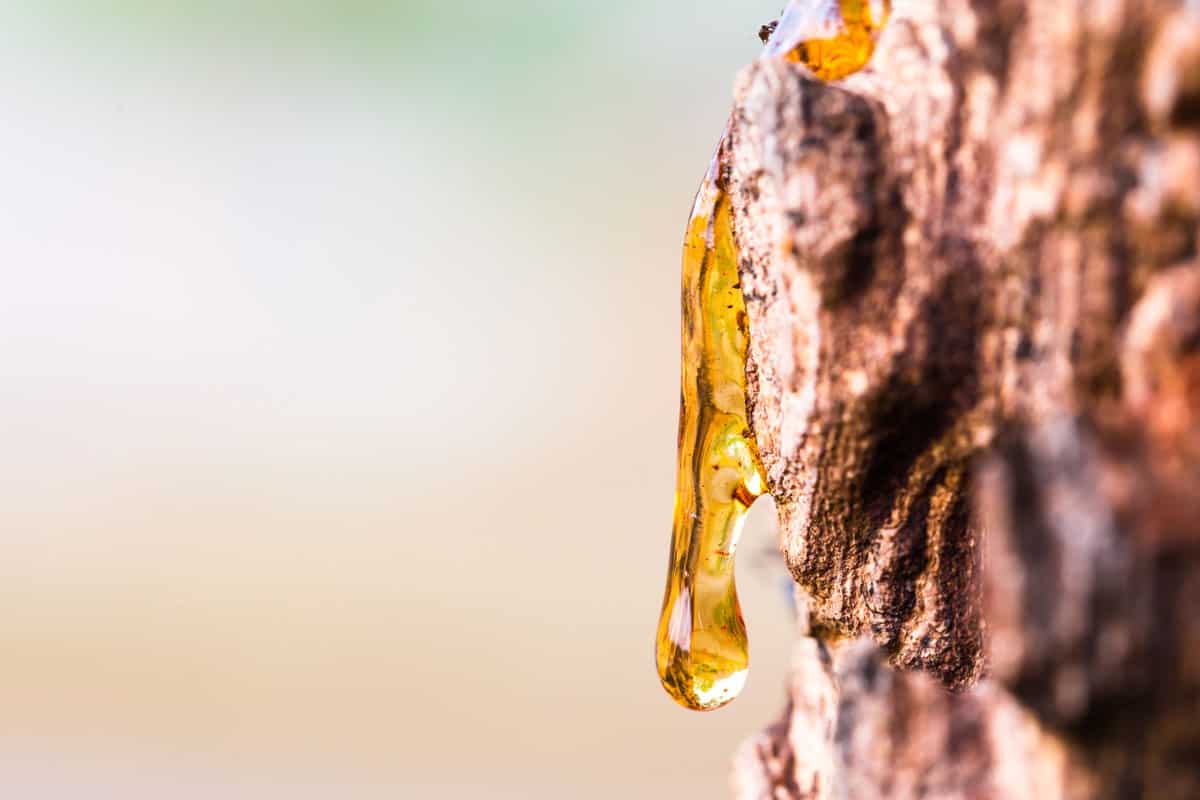 drop resin on tree bark tree sap