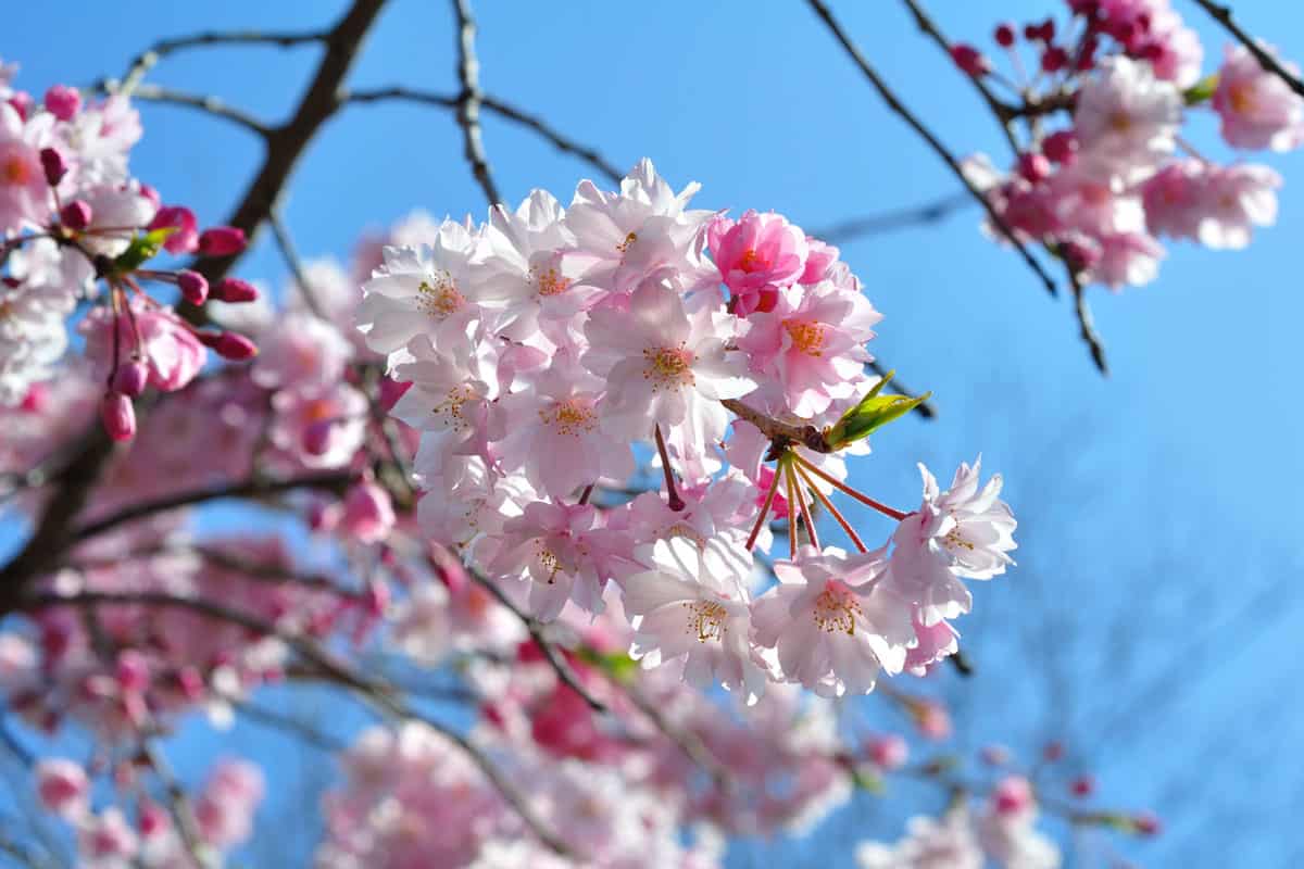 full bloom cherry blossoms from Japan- weeping cherry tree