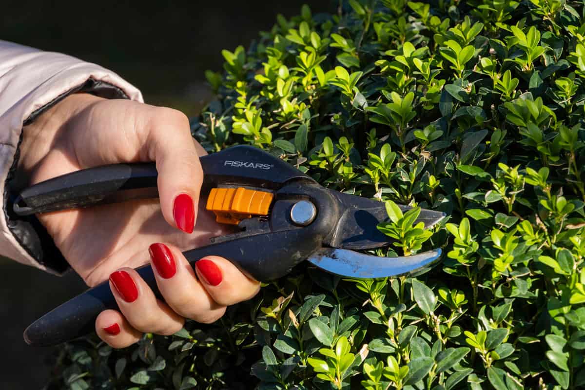 gardener cuts young branches on boxwood