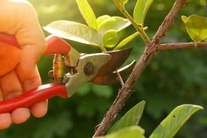 gardener pruning trees with pruning shears on nature background, Can I Prune A Weeping Cherry Tree In The Summer