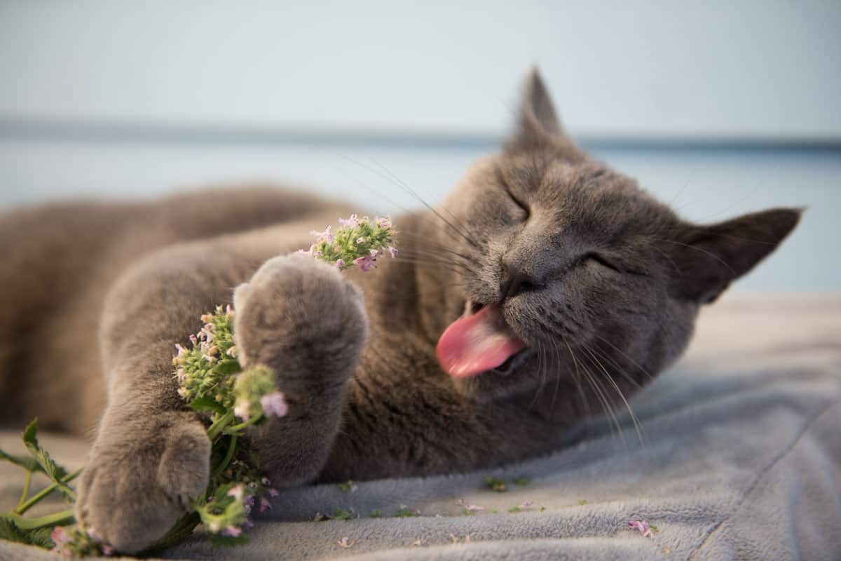 gray cat enjoying fresh catnip outside