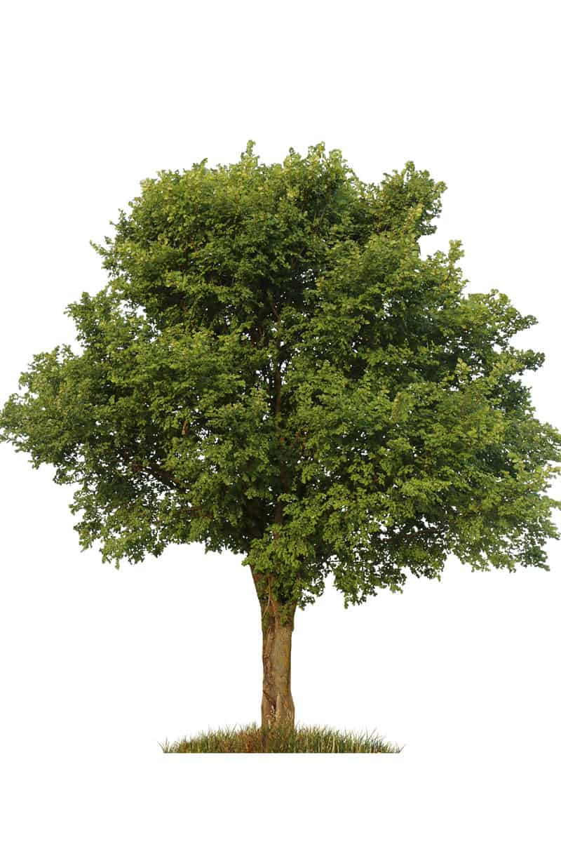 green elm tree isolated over white