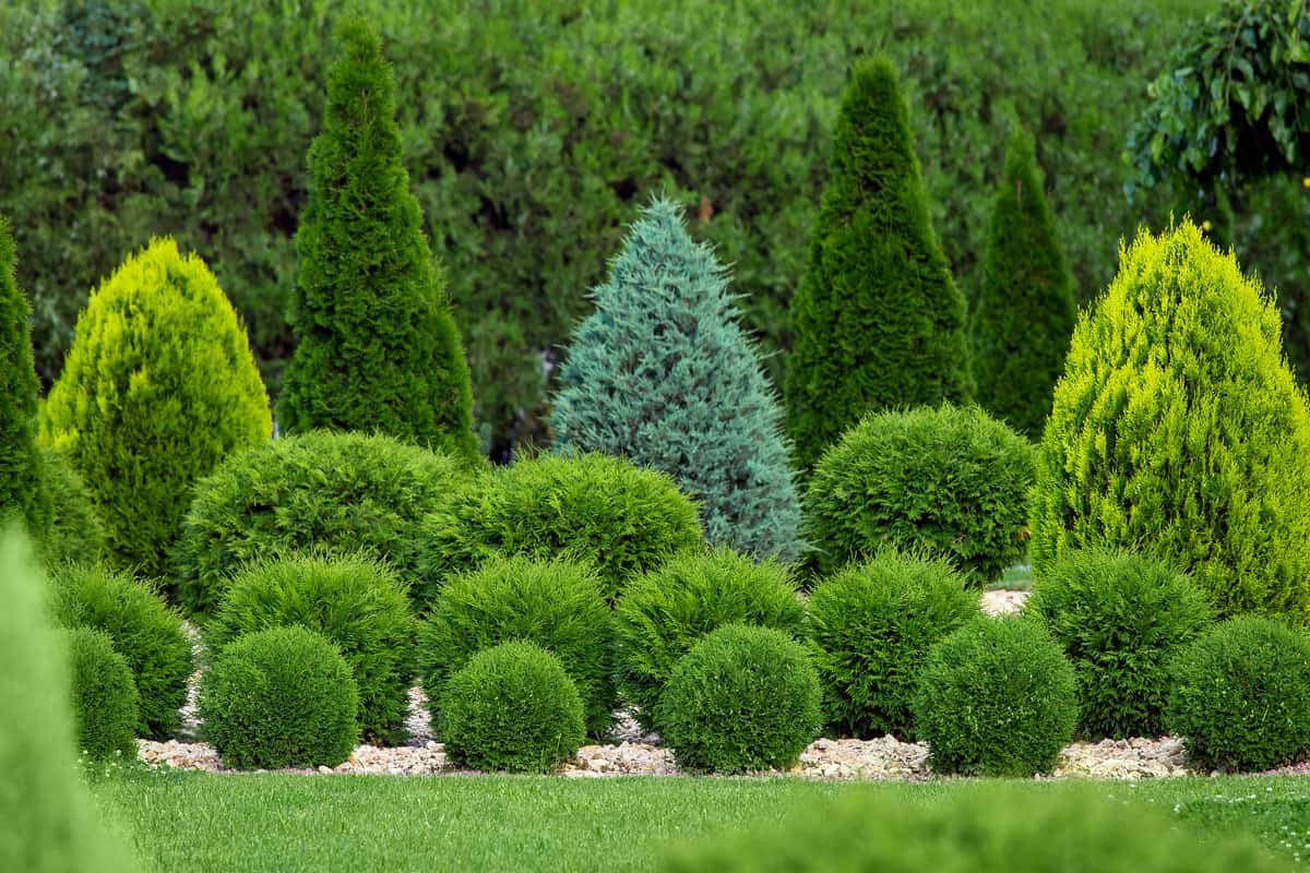 Greenery landscaping of a backyard garden with evergreen thuja and cypress in a greenery park