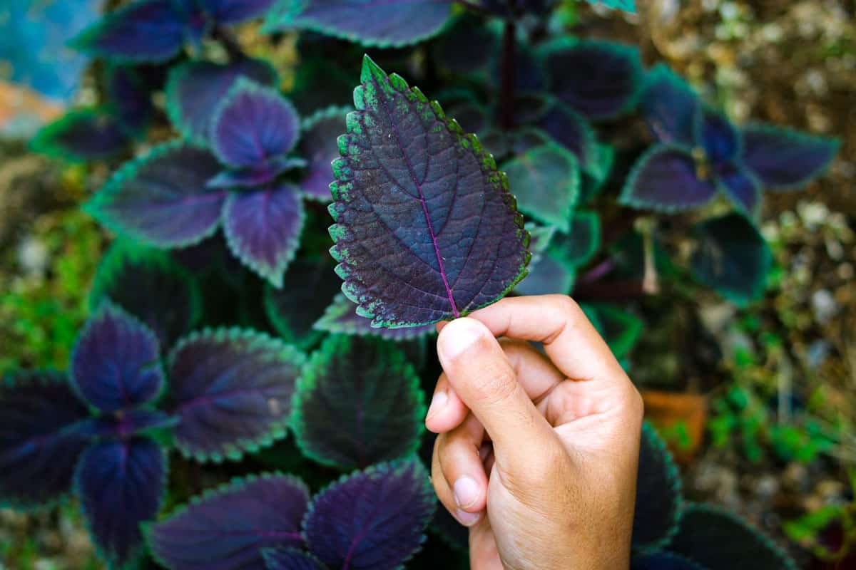hand holding coleus leaf backyard plant