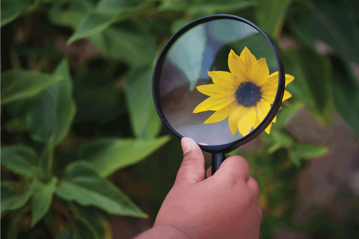 hand of a child holding a magnifying glass to a California wild flower
