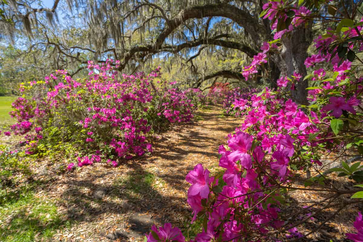 pathway through beautiful blooming park azaleas