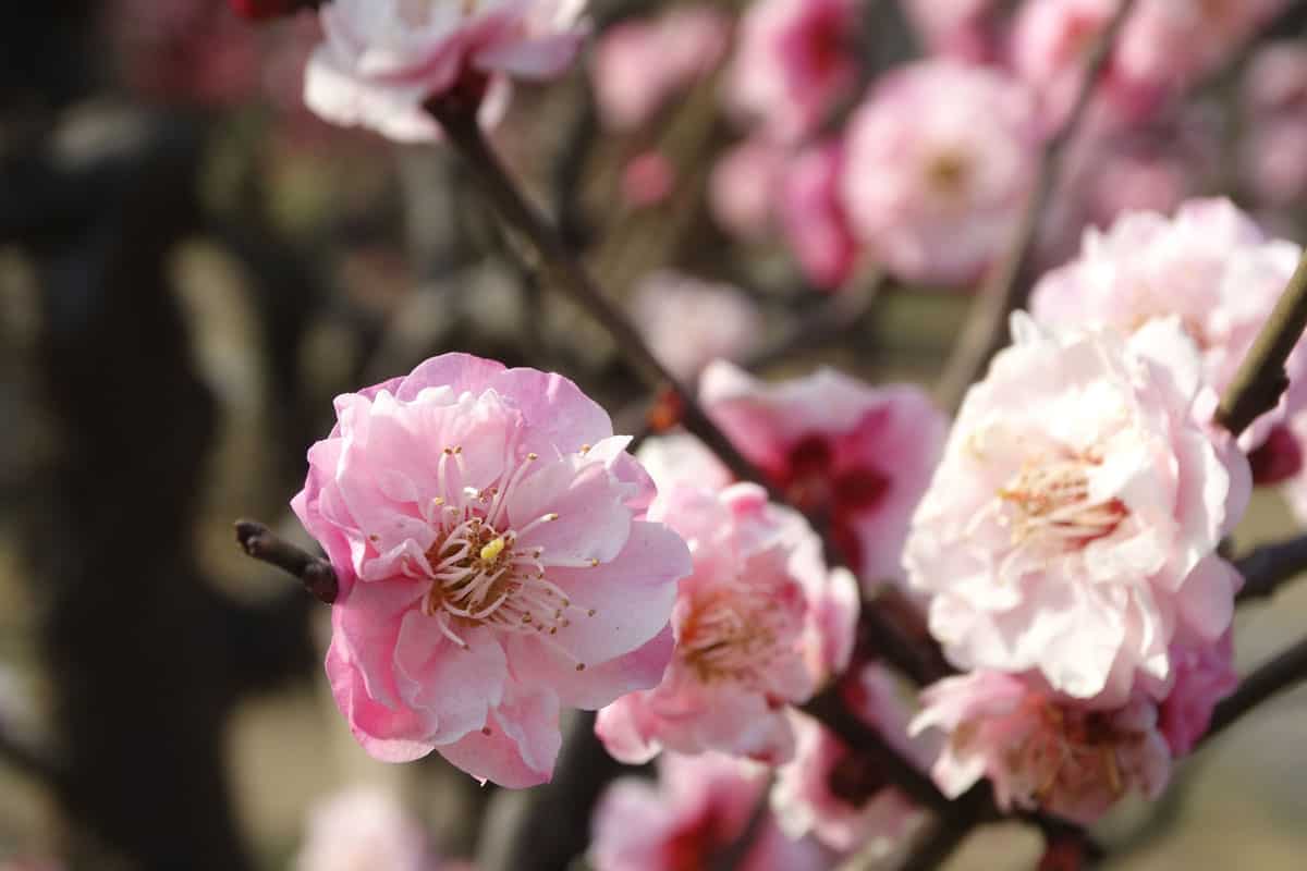 prunus-blossom-tree-shanghai-bansai-park