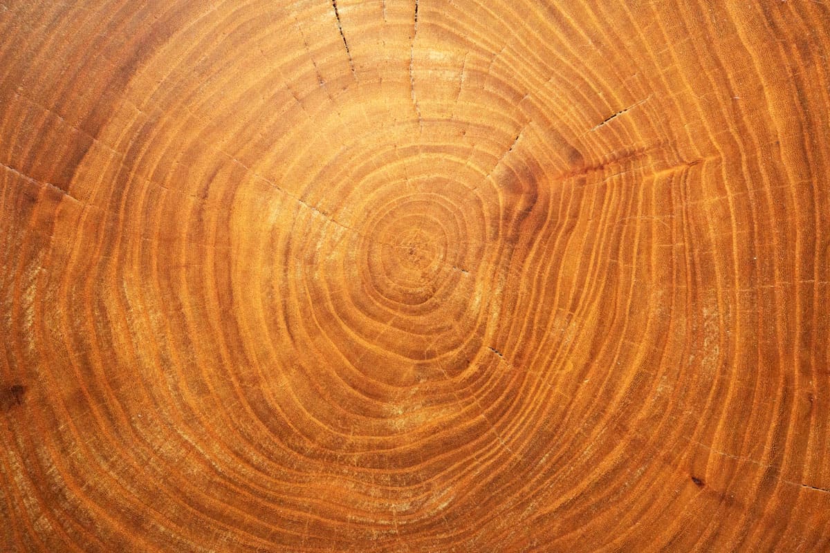 real saw cut perennial elm tree