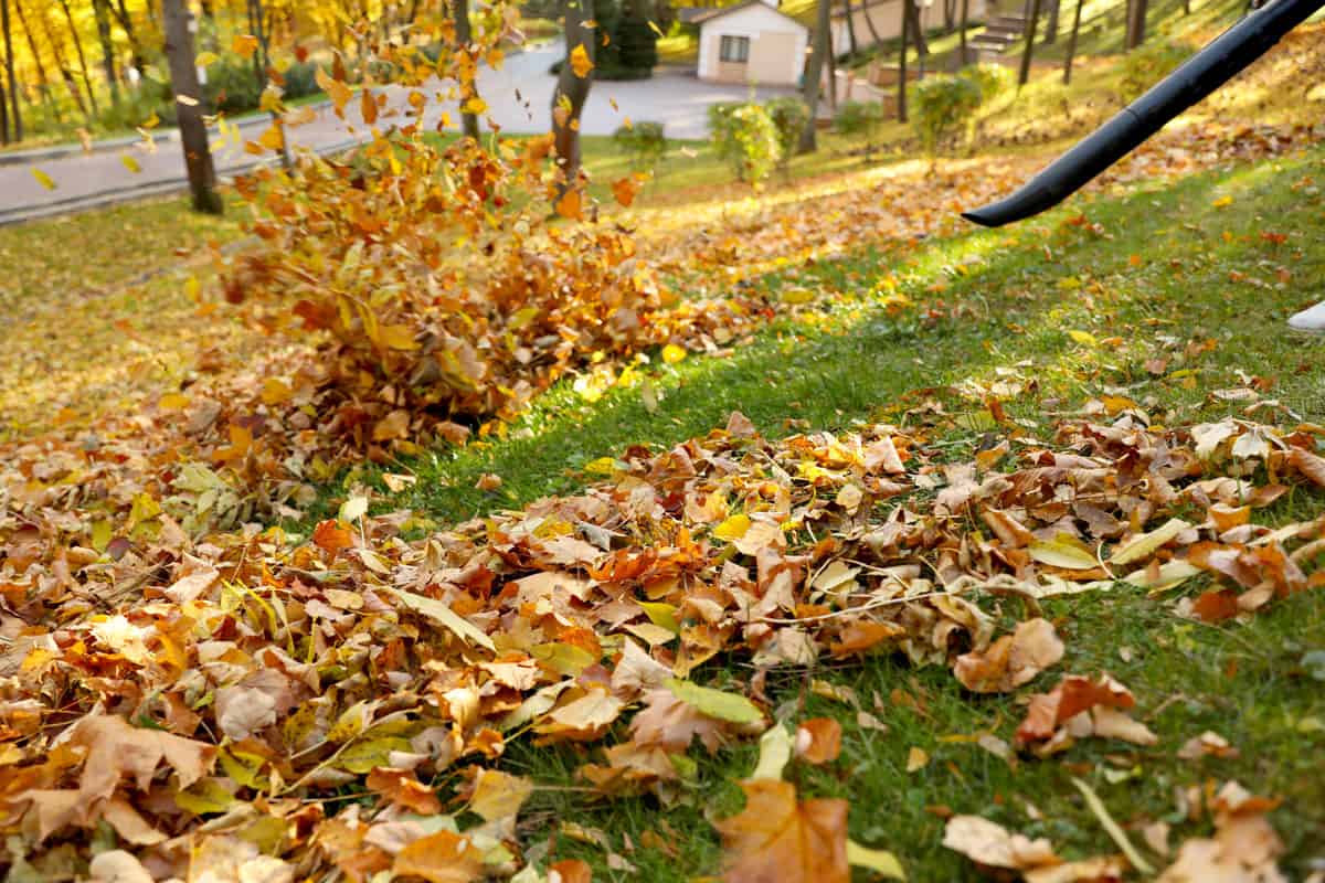 removing autumn leaves blower lawn park