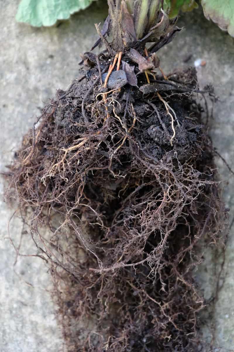 strawberry root caused by bacterial infection