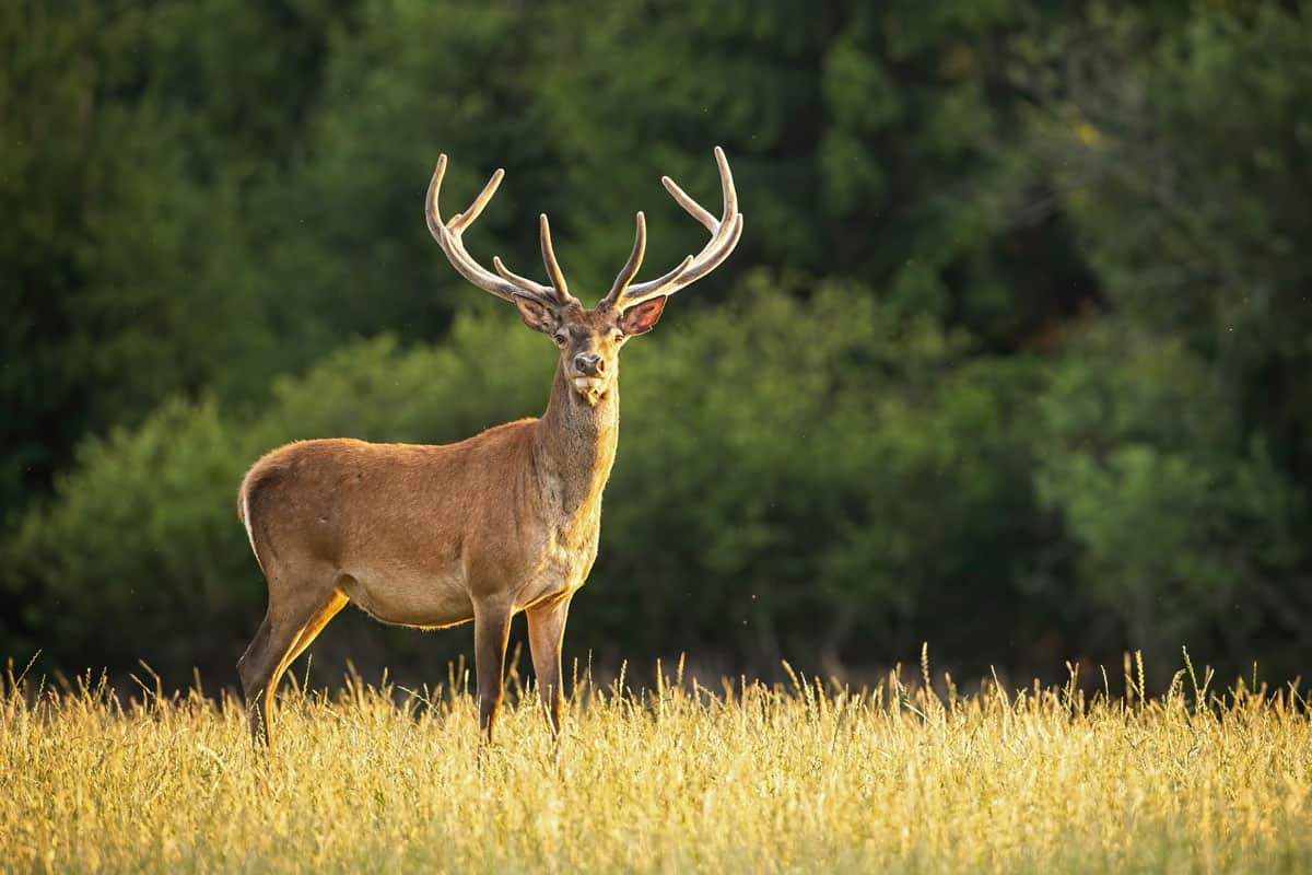 sunlit red deer cervus elaphus stag on grassy field