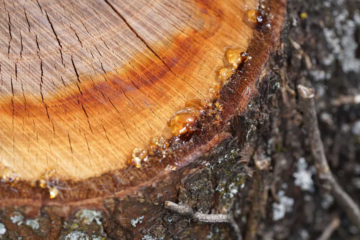 tree resin on freshly cut macro tree sap
