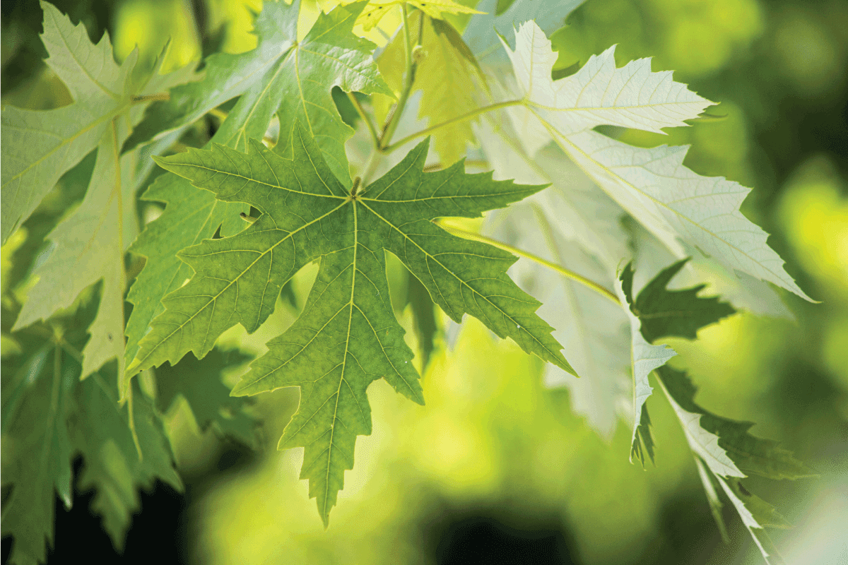 vibrant close up of a cluster of Silver Maple leaves