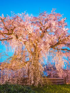 Weeping cherry tree in Park, Kyoto, Japan at night. Can You Cut The Top Off A Weeping Cherry Tree?