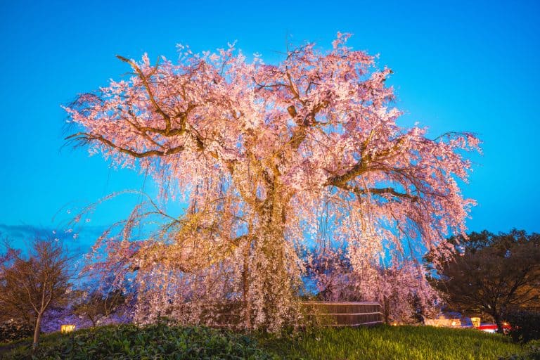 Weeping cherry tree in Park, Kyoto, Japan at night. Can You Cut The Top Off A Weeping Cherry Tree?