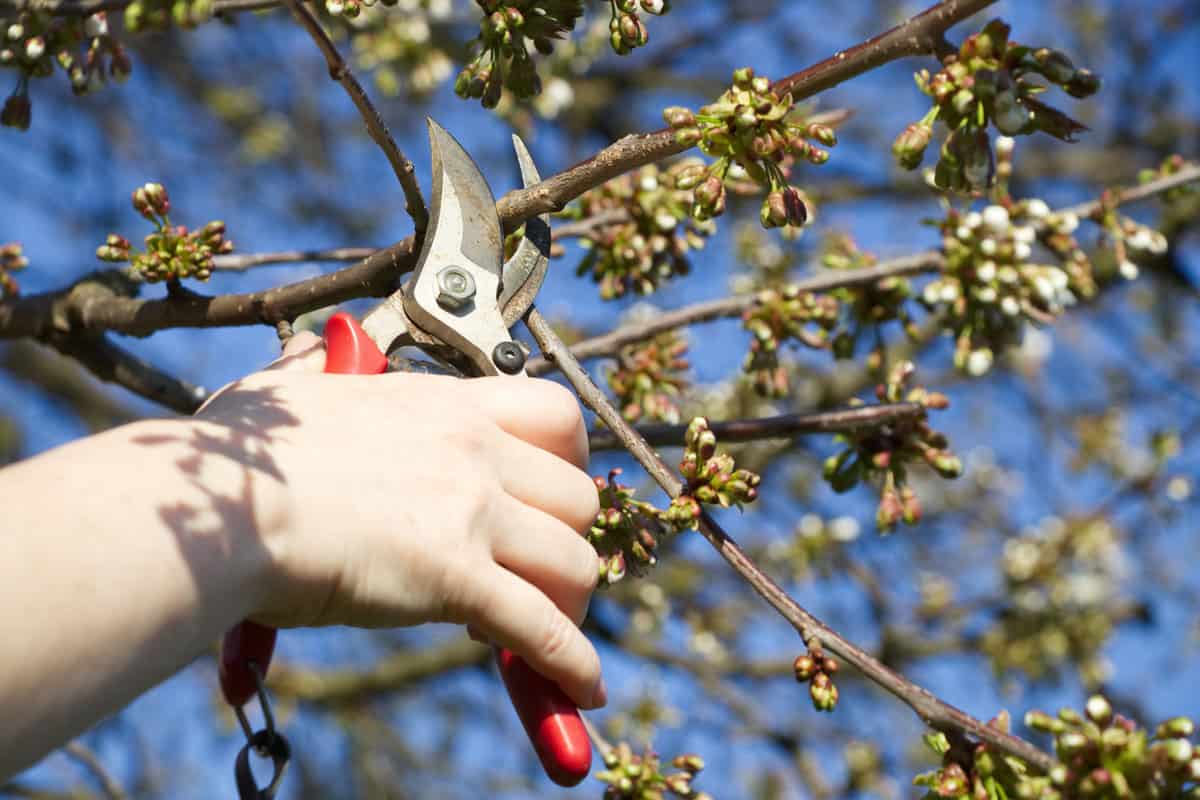 woman cut a branch of cherry tree with pruning scissors, garden work on a trees in springtime, buds before blooming 