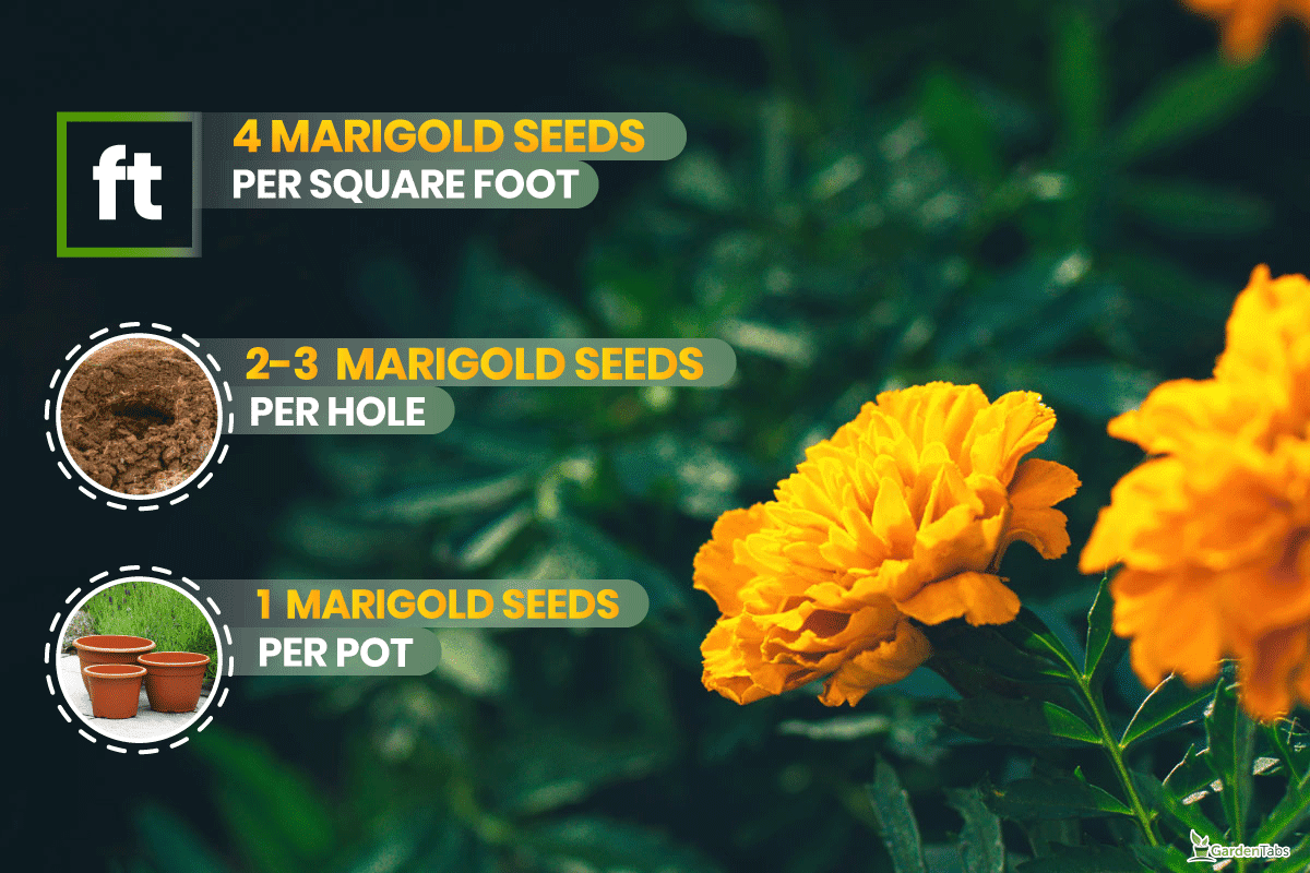 Banner with orange marigolds flowers (Tagetes erecta, African, Mexican, Aztec marigold) with green leaves, How Many Marigold Seeds Per Square Foot, Per Hole or Per Pot?