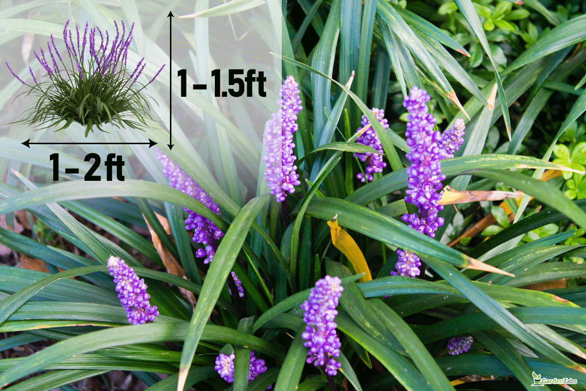 Beautiful Liriope Muscari or Lily Turf flowers in the garden, Variegated Liriope Vs Big Blue Liriope: Similarities and Differences