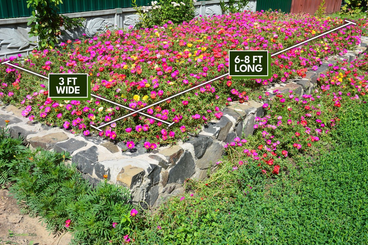 A beautiful stone raised flower bed with blooming pink, orange and yellow Portulaca grandiflora flowers., How Wide Should A Flower Bed Be?