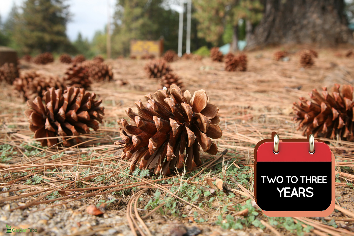 Pine Cones in a yard, What Is The Best Way To Pick Up Pine Cones In The Yard?